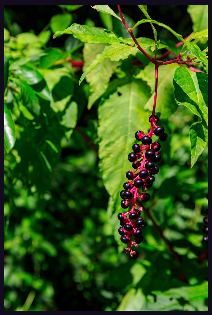 Berries by hjbenson