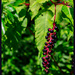 Berries by hjbenson