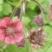 Geum by orchid99