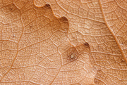 2nd Sep 2021 - old cottonwood leaves