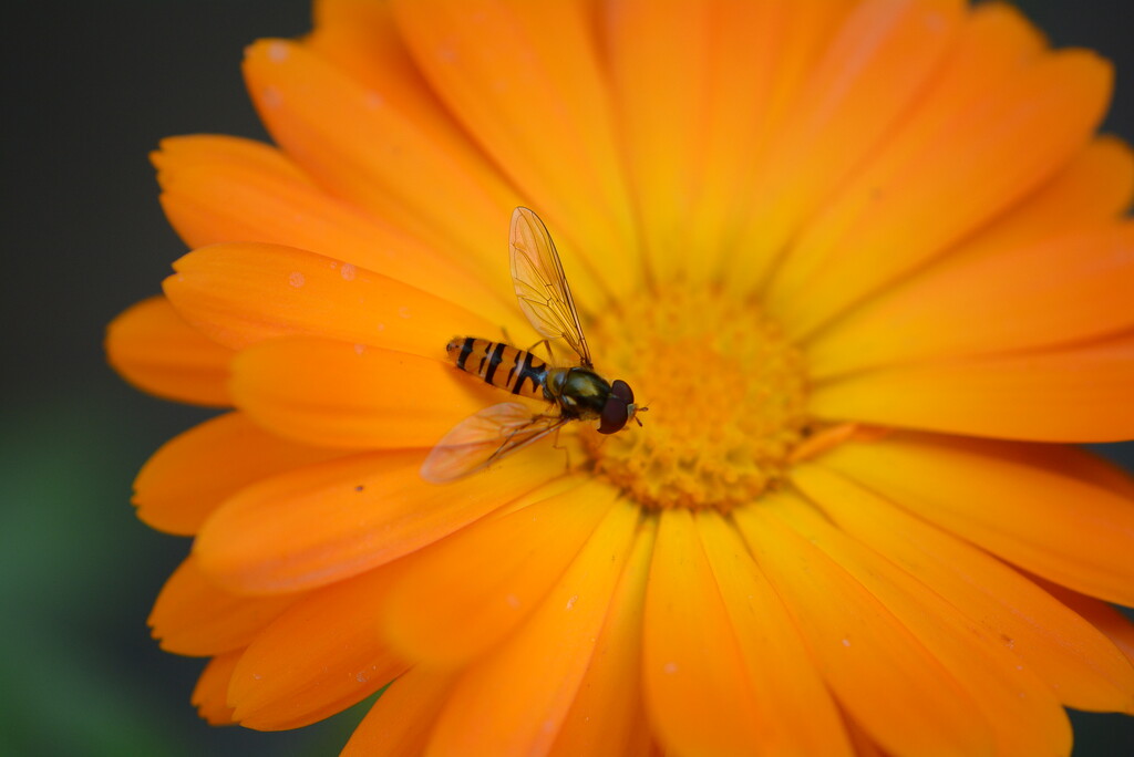 Marigold and hoverfly.......... by ziggy77