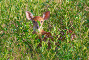 2nd Sep 2021 - Fawn...