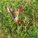 Fawn... by thewatersphotos