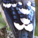  Blue Jay  feather colour and patterns by bruni