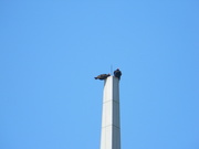 4th Sep 2021 - Vultures on Memorial Tower