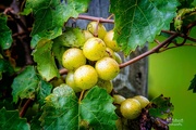 4th Sep 2021 - Muscadine grapes