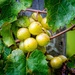 Muscadine grapes by photographycrazy