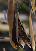 13th Jan 2011 - 1-13-2011  Wisteria Seed Pods