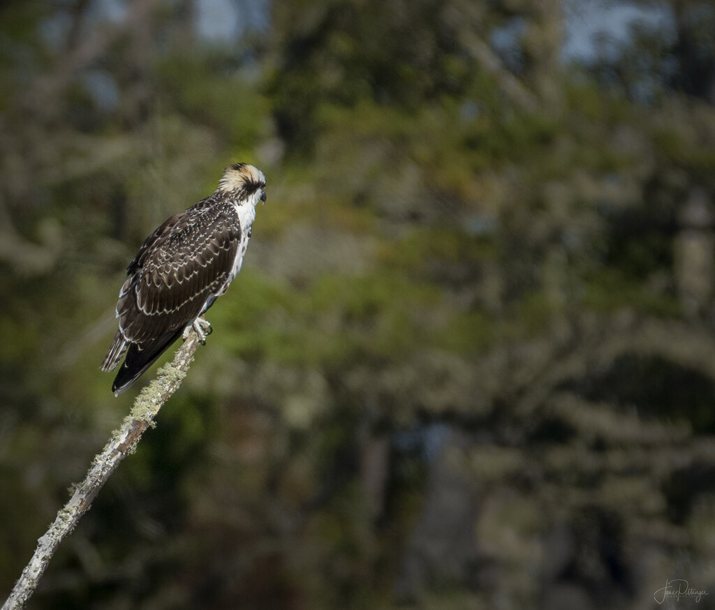 Young Osprey Just Fledged by jgpittenger
