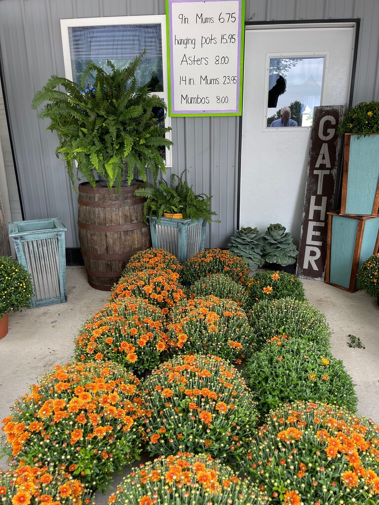 MUMS FOR SALE by essiesue