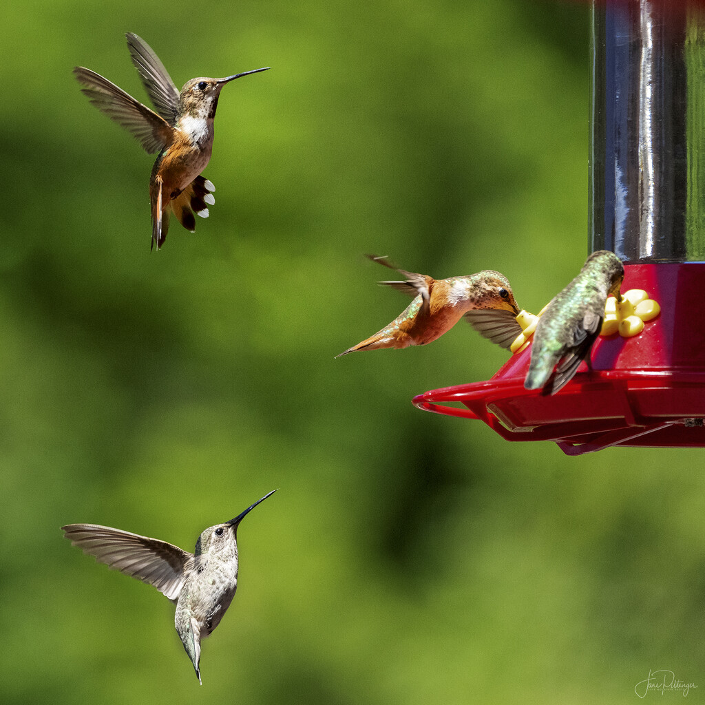 Approaching the Feeder by jgpittenger