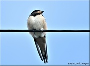 4th Sep 2021 - Young swallow