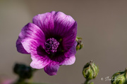 4th Sep 2021 - Purple flower
