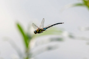 4th Sep 2021 - Southern Migrant Hawker 