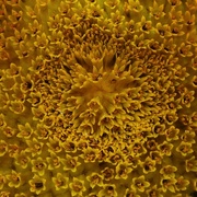 2nd Sep 2021 - Sunflower,  close up