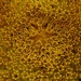 Sunflower,  close up by jokristina