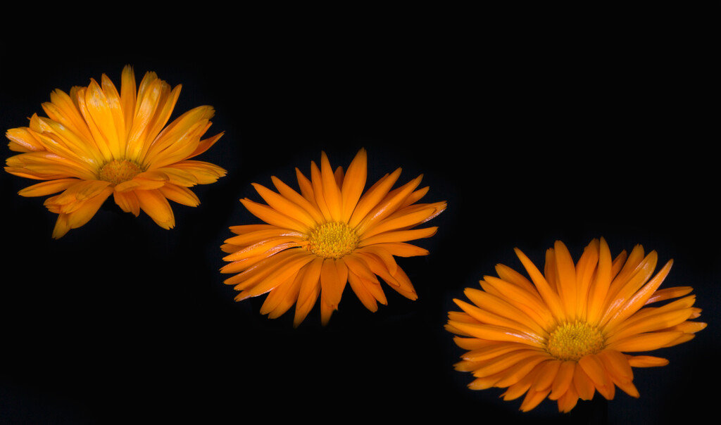 3 orange gerberas in a row by creative_shots