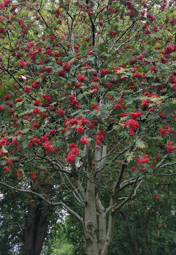 Rowan Berries by roachling