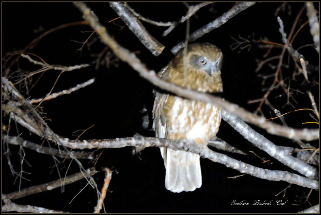 Southern Boobook Owl by ubobohobo
