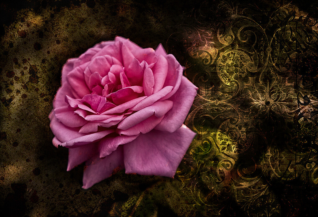 Rose 2 by gardencat