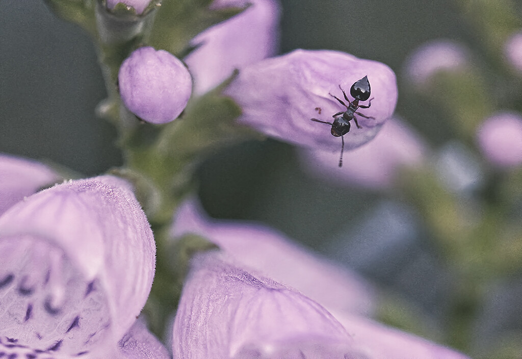 Ant on Obedient Plant by gardencat