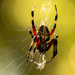 Another Spider! by rickster549