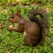 Mr Squirrel Having a Snack! by rickster549