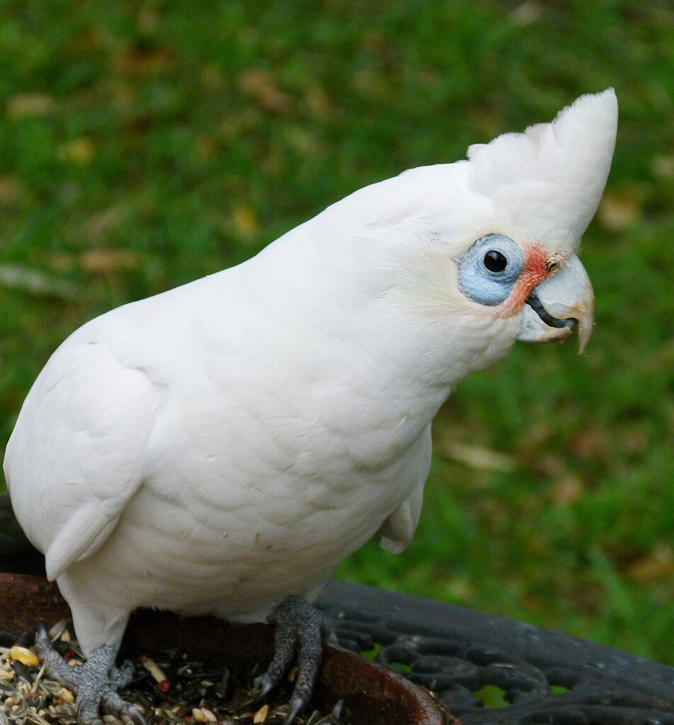 Little Corella by onewing