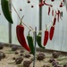 strung out chillies by cam365pix