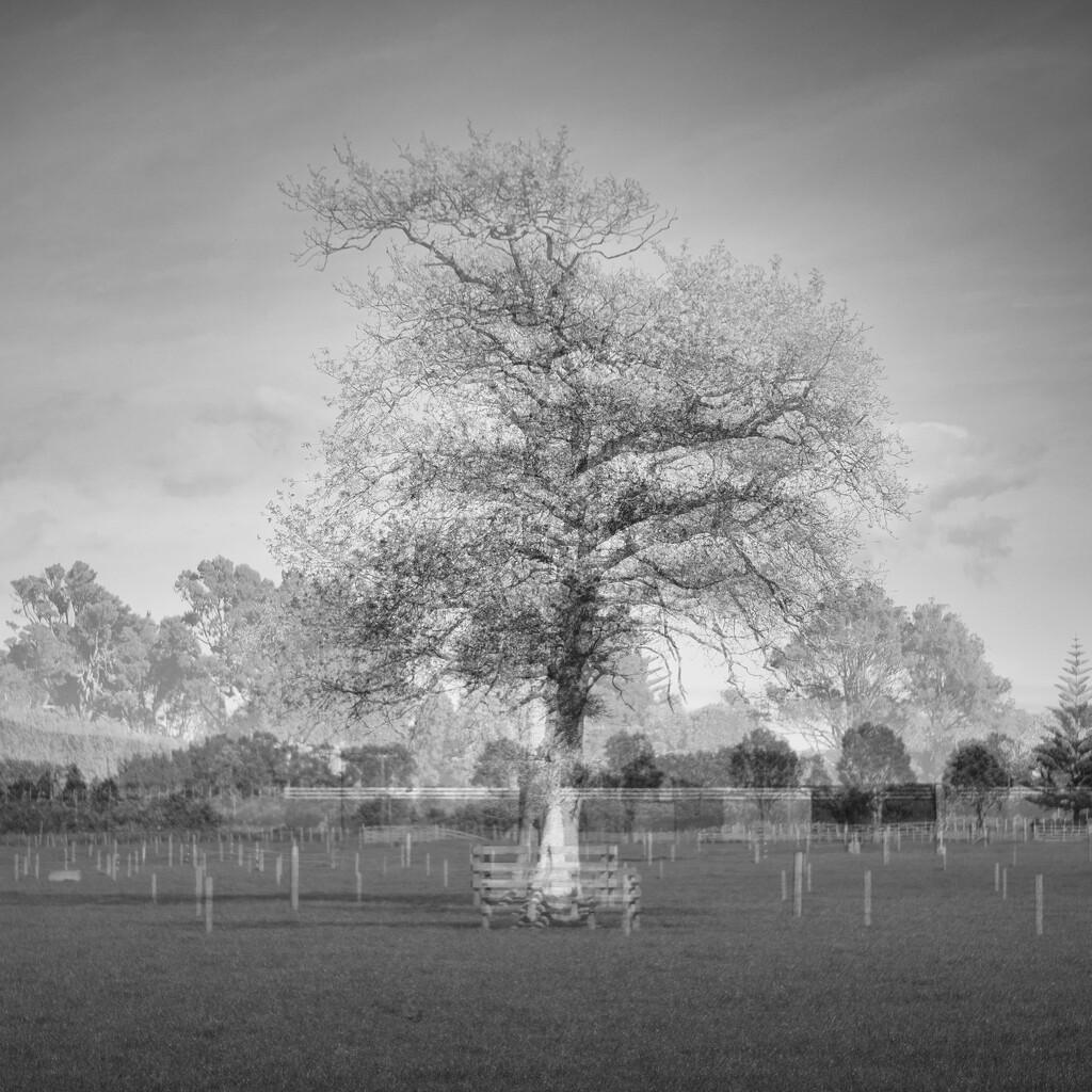 Black and white tree by dkbarnett