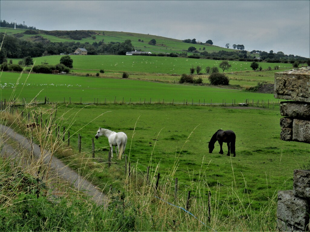 A White horse and a black horse in countryside. by grace55