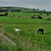 A White horse and a black horse in countryside. by grace55