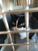 1st Sep 2021 - to the vet with Picasso