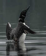 5th Sep 2021 - The dance of the  loon!