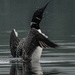 The dance of the  loon! by radiogirl