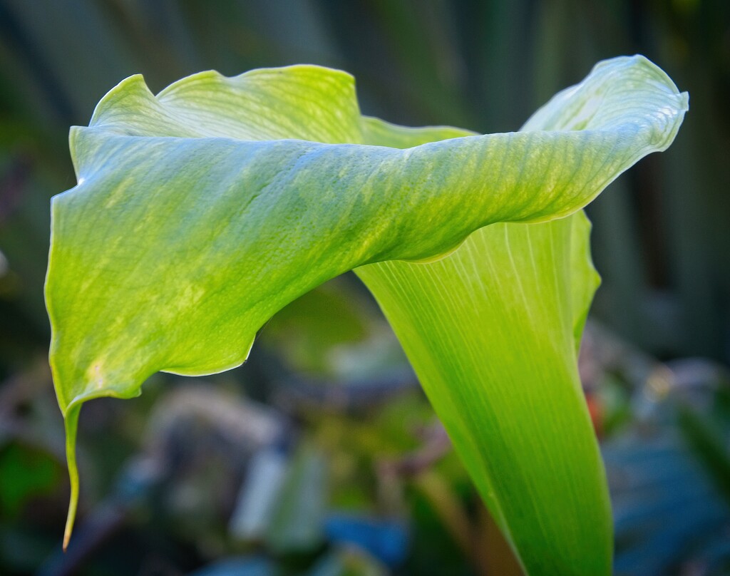 Green Lily by kiwinanna
