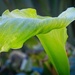 Green Lily by kiwinanna