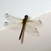 Dragonfly by davemockford