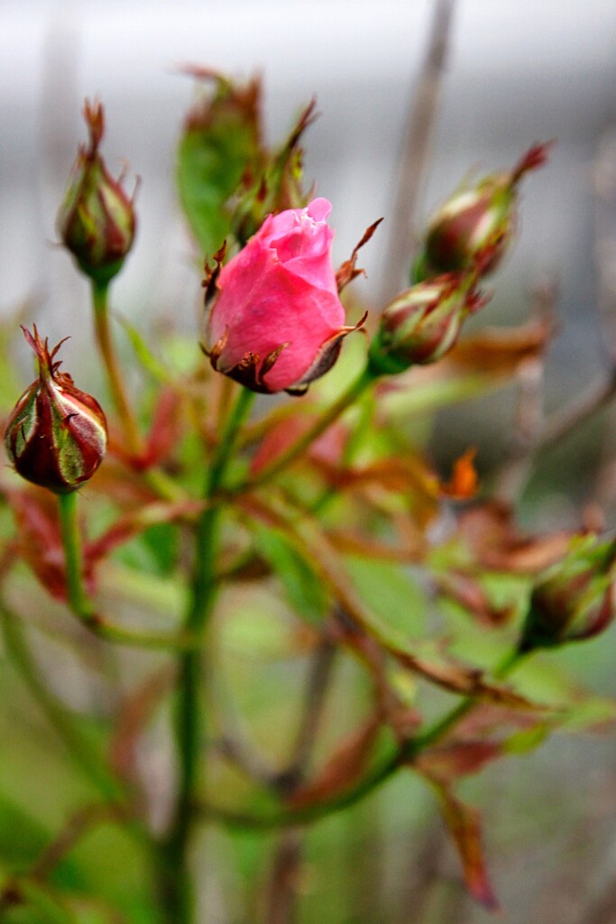 Rosebuds by okvalle