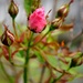 Rosebuds by okvalle