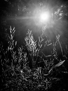 4th Sep 2021 - Sunset Through The Weeds 