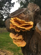 4th Sep 2021 - Golden fungi