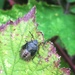Gorse shield bug by pattyblue