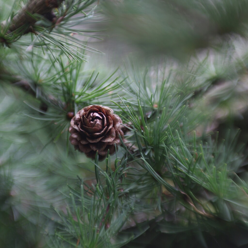 Larch Cone by motherjane