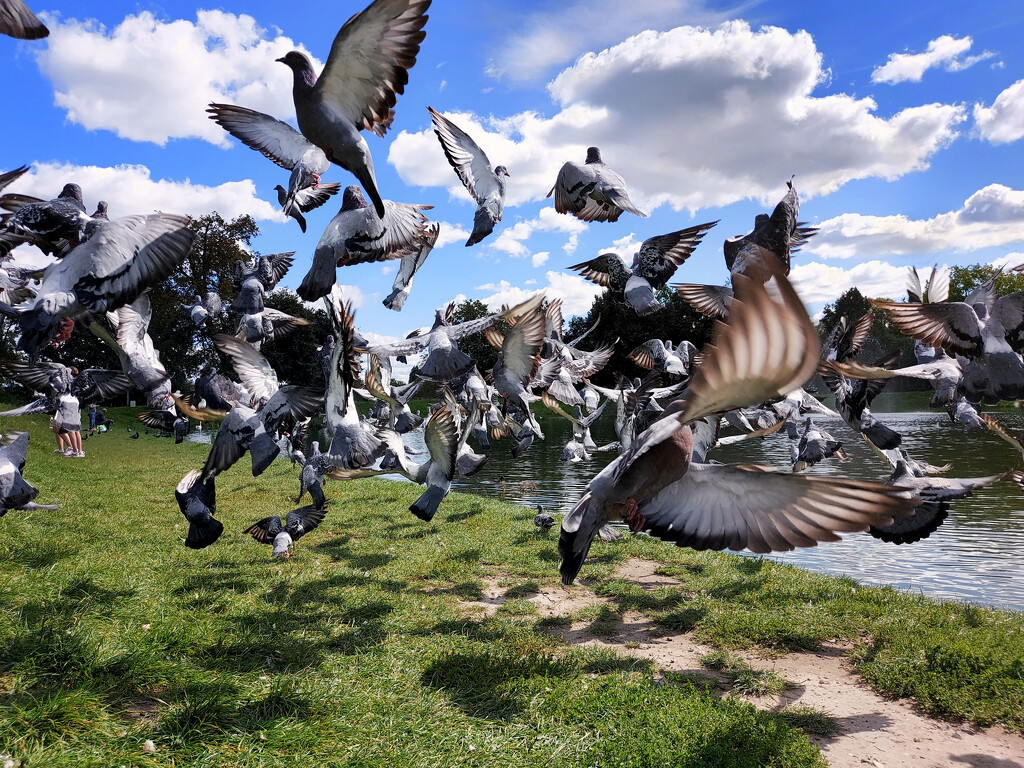 Pigeons by nmamaly
