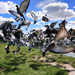 Pigeons by nmamaly