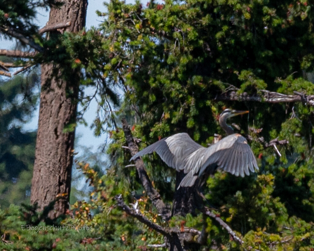 Blue Heron landing in Fir Tree by theredcamera