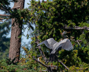 4th Sep 2021 - Blue Heron landing in Fir Tree