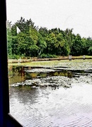 4th Sep 2021 - Water Lillies And Ripples.