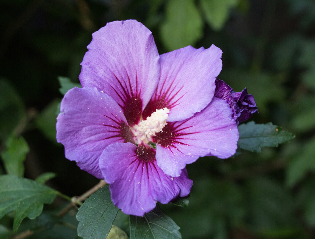 Purple Hibiscus by busylady